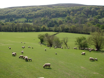 Pwll-y-Faedda